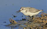 Wrybill